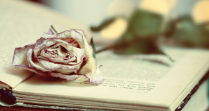 Rose resting on an old, open book